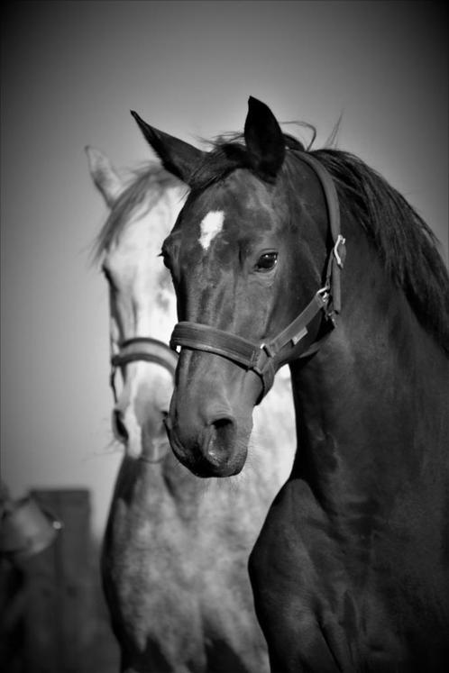 volledig 24 uurs stalling paard/pony., Dieren en Toebehoren, Stalling en Weidegang, Stalling