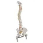 Wervelkolom met 2 heupgewrichten, anatomisch model, Ophalen, Zo goed als nieuw, Meerdere media, Taal en Studie