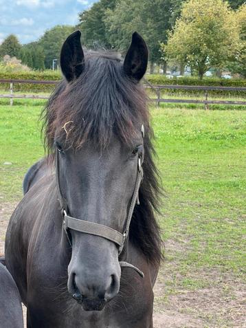 Verzorger/bijrijder gezocht beschikbaar voor biedingen