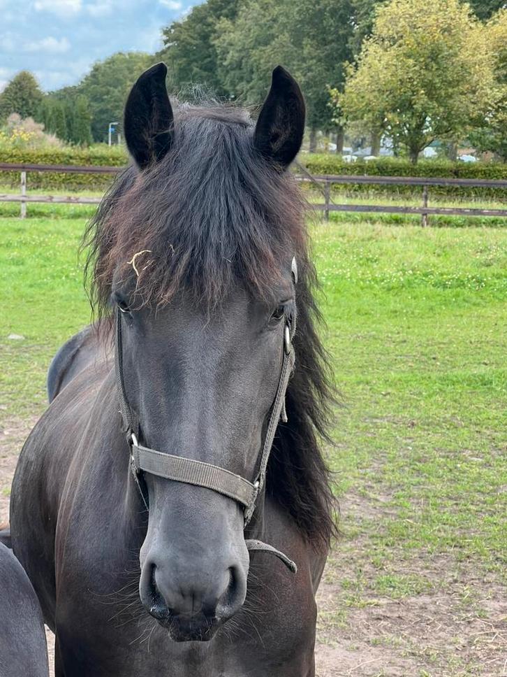 Verzorger/bijrijder gezocht, Hobby en Vrije tijd, Overige Hobby en Vrije tijd, Nieuw, Ophalen of Verzenden