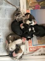 Hele mooie border collie pups, CDV (hondenziekte), Particulier, Meerdere, 8 tot 15 weken