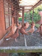 Kleurpostduiven, Meerdere dieren, Postduif