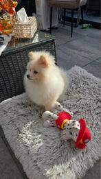 Pomeriaan, Dieren en Toebehoren, Parvo, Reu, 8 tot 15 weken, Eén hond