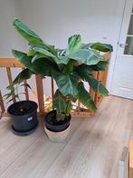 banaanenplant 130 hoog, 130 cm breed, Huis en Inrichting, Kamerplanten, Ophalen, Halfschaduw