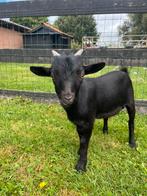 Zwart lief bokje Rutger, Dieren en Toebehoren, Schapen, Geiten en Varkens, Mannelijk, Geit, 0 tot 2 jaar