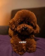 Cockapoo pups reutjes, Dieren en Toebehoren, Honden | Chihuahua's en Gezelschapshonden, Rabiës (hondsdolheid), 8 tot 15 weken