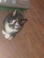 Maincoon/noorseboskat Kittens te koop kot haar, Meerdere dieren, Ontwormd, 0 tot 2 jaar
