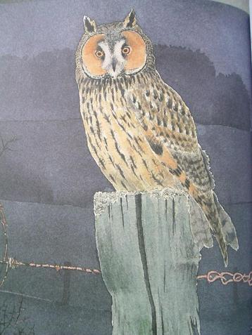 Uilen, mannen van de nacht. beschikbaar voor biedingen