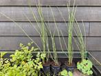 Vaste tuinplant Holpijp Equisetum japonica vijverplant, Vaste plant, Overige soorten, Ophalen, Bloeit niet