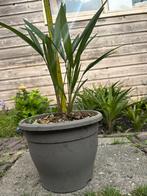 Chinese waaierpalm of Trachicarpus Fortunei, Tuin en Terras, Planten | Tuinplanten, Ophalen, Zomer, Overige soorten, Halfschaduw