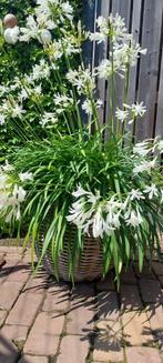 Agapanthus wit xxxl, Ophalen of Verzenden, Zomer, Overige soorten, Volle zon