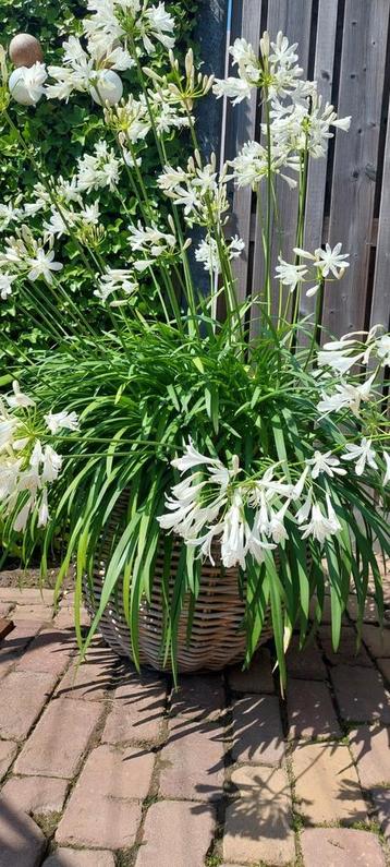 Agapanthus wit xxxl beschikbaar voor biedingen