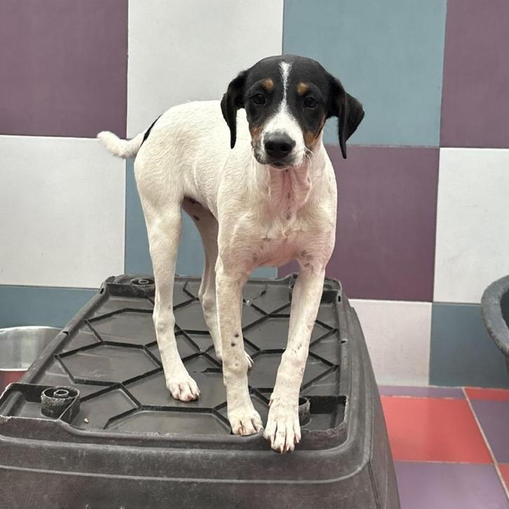 ACE: Bandina is trouw en lief, Dieren en Toebehoren, Honden | Jack Russells en Terriërs, Teef, Overige rassen, Particulier, Eén hond