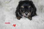 Mooie kleine boomer pups., Dieren en Toebehoren, Honden | Chihuahua's en Gezelschapshonden, Nederland, Overige rassen, 8 tot 15 weken
