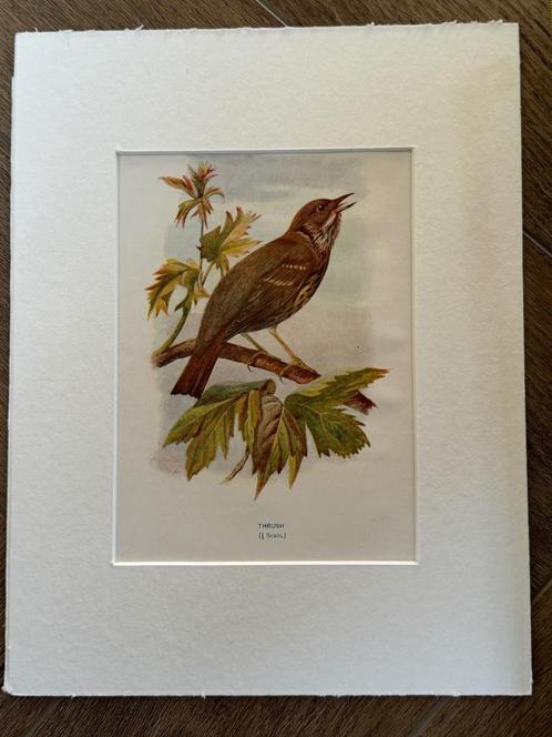 1901 - litho - Zanglijster / Thrush, Antiek en Kunst, Kunst | Etsen en Gravures, Ophalen of Verzenden