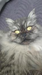 Perzische kat zoekt een nieuw huis, Dieren en Toebehoren, Katten en Kittens | Raskatten | Langhaar, Kater, Gechipt