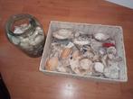Schelpen allerlei, zie foto's svp. (Exclusief mand en pot), Ophalen of Verzenden, Materiaal