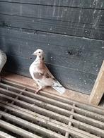 Mooie almond doffer van 2025 kleurpostduiven kleurpostduif, Mannelijk, Postduif