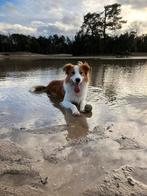 Border collie sable ter dekking, Dieren en Toebehoren, Honden | Dekreuen, Particulier, Rabiës (hondsdolheid), 1 tot 2 jaar, Reu