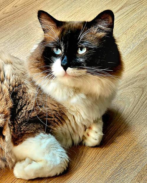 Seal point mitted DEKKATER, Dieren en Toebehoren, Katten en Kittens | Raskatten | Langhaar, Kater, Ontwormd