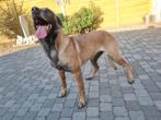 Mechelse herder teef fci, Dieren en Toebehoren, Honden | Herdershonden en Veedrijvers, 6 jaar of ouder, Rabiës (hondsdolheid)