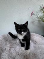 Kittens, Dieren en Toebehoren, Katten en Kittens | Raskatten | Korthaar, Meerdere dieren, Gechipt