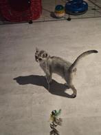 5 maanden poesje, Poes, Gechipt, 0 tot 2 jaar