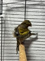 kanarie Fiorino  koppel, Dieren en Toebehoren, Vogels | Kanaries, Mannelijk, Kleurkanarie