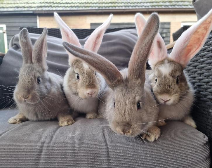 Jonge vlaamsereus x duitsereus konijntjes kinderen gewend, Dieren en Toebehoren, Konijnen, Groot, Meerdere dieren, 0 tot 2 jaar