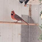 Tekoop Rodekardinaal, Dieren en Toebehoren, Vogels | Overige Vogels, Meerdere dieren