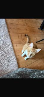 Kater, Dieren en Toebehoren, Katten en Kittens | Overige Katten, Kater, Kortharig, 0 tot 2 jaar