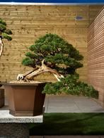 Bonsai Juniperus Kishu, Bloeit niet, Overige soorten, Minder dan 100 cm, Ophalen