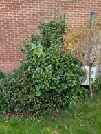 Camelia struik ca 2 meter hoog, Ophalen, Overige soorten