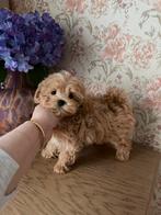 Exclusieve Maltipoo F1 pups (Maltezer/Asian Toy Poedel), Dieren en Toebehoren, Particulier, Rabiës (hondsdolheid), Overige rassen