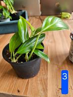 Rhaphidophora decursiva worden per stuk verkocht, Huis en Inrichting, Kamerplanten, Ophalen of Verzenden, Halfschaduw, Minder dan 100 cm