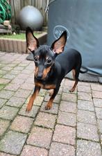 Mooie gezonde dwerg pincher pup reutje mag gelijk mee klikt, Parvo, Overige rassen, 8 tot 15 weken, Meerdere