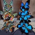 Vlinder in stolp en in lijst opgezette vlinders  taxidermie, Verzamelen, Nieuw, Overige soorten, Opgezet dier, Ophalen