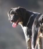 Alora Dog Rescue: Knappe Macho zoekt een mand, Particulier, Rabiës (hondsdolheid), 15 weken tot 1 jaar, Reu