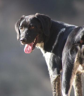 Alora Dog Rescue: Knappe Macho zoekt een mand beschikbaar voor biedingen