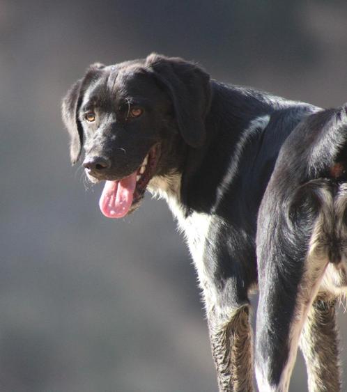 Alora Dog Rescue: Knappe Macho zoekt een mand, Dieren en Toebehoren, Honden | Niet-rashonden, Groot, Reu, Particulier, Eén hond