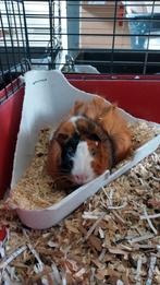 Cavia logeer adres, Dieren en Toebehoren, Knaagdieren, Geslacht onbekend, Cavia, Voor 1 juli 2024