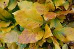 beuk (fagus sylvatica ), Ophalen, Beukenhaag, Haag, 100 tot 250 cm