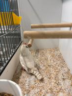 Masker grijze zebravink pop., Vrouwelijk, Tropenvogel, Geringd