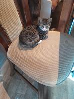 Prachtige grijze kitten aangeboden, Dieren en Toebehoren, Meerdere dieren