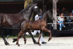 Prachtig Fries Hengst veulen, Dieren en Toebehoren, Paarden, Minder dan 160 cm, Niet van toepassing, Dressuurpaard, 0 tot 2 jaar