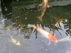 Koi karpers te koop, Dieren en Toebehoren, Vissen | Vijvervissen, Karper of Koi