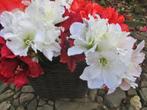 AMARYLLIS - KUNST TAK - 2 KLEUREN, Ophalen of Verzenden, Nieuw