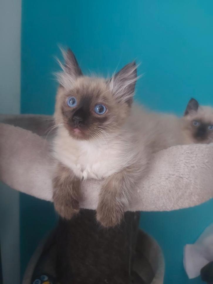 Mooie grote forse ragdoll kittens, Dieren en Toebehoren, Katten en Kittens | Raskatten | Langhaar, Meerdere dieren, Gechipt