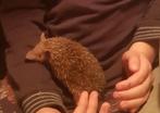 Tenrec 1 jaar oud met terrarium 100-40-40 & toebehoren, Dieren en Toebehoren, Oktober, Vrouwelijk