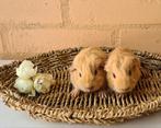 California cavia nestje zeugje & beertje choco cali, Dieren en Toebehoren, Knaagdieren, Cavia, Augustus, Meerdere dieren, Tam